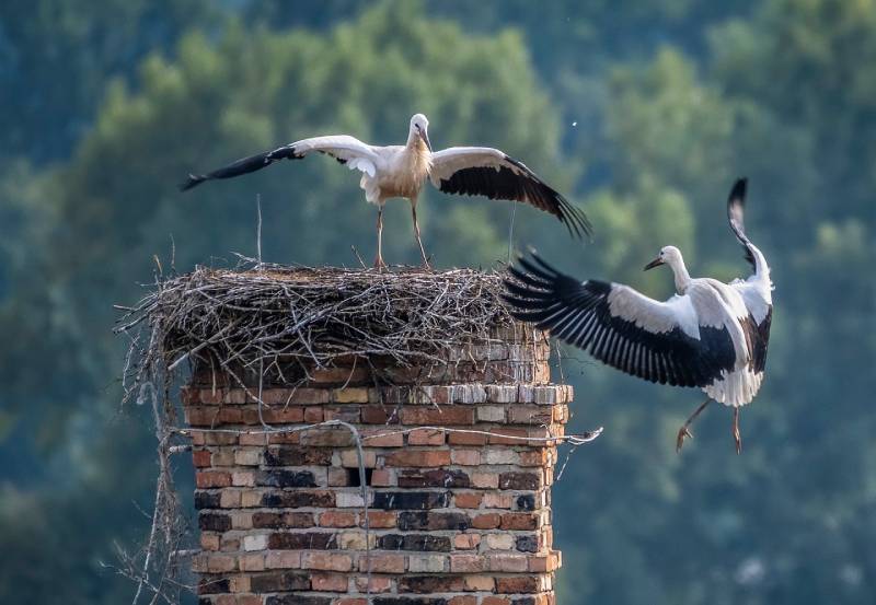 Expert Chimney Animal Removal in Park Ridge, IL Professional Chimney Animal Removal Services in Park Ridge, Illinois