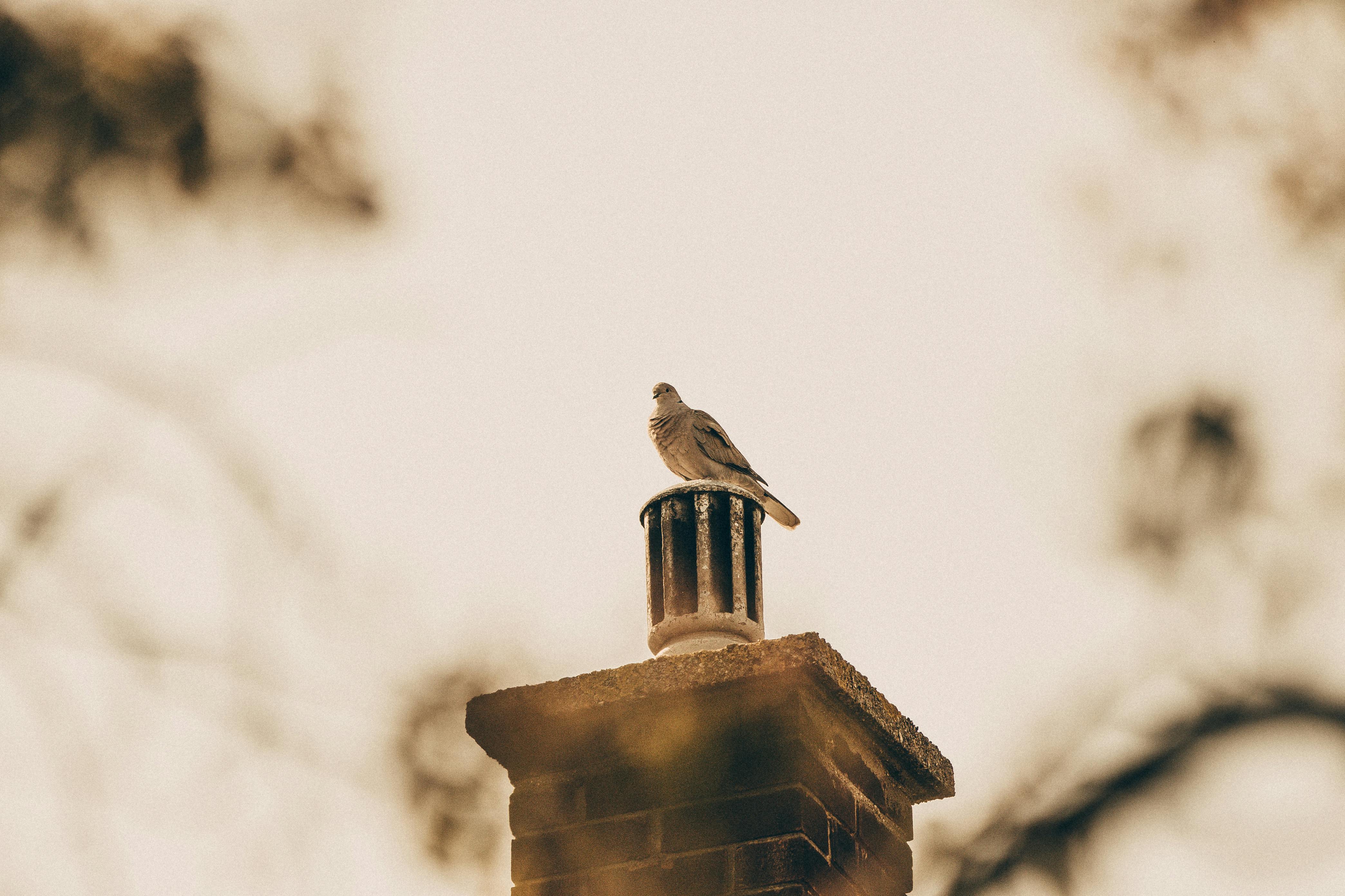 Expert Chimney Cap Installation in Park Ridge, Illinois